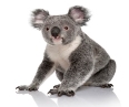 Картинки по запросу "картинки коали"